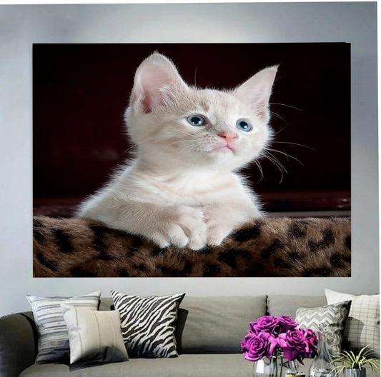 White Kitten Picture